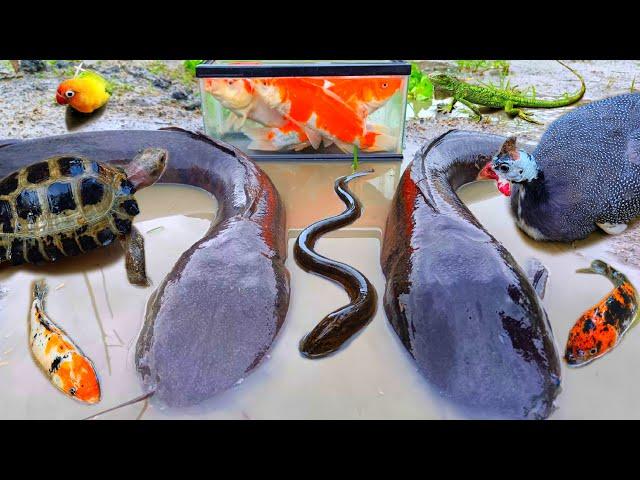 Catch monster catfish in the hole there are ornamental fish, koi fish, snakehead fish, turtles