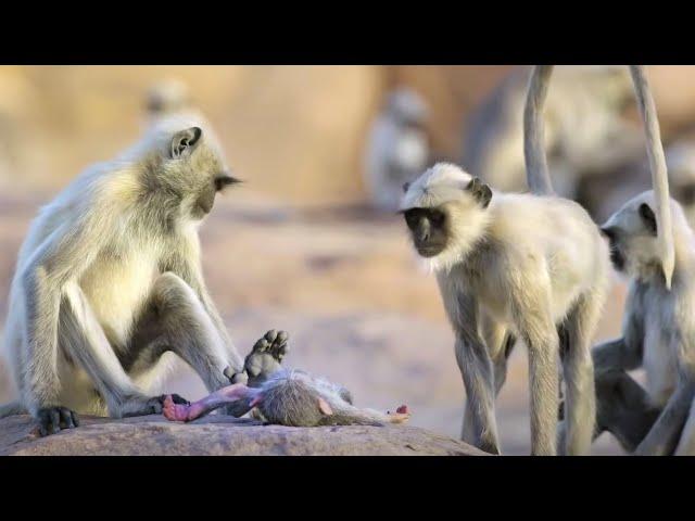 Amazing Animal Behaviours Caught On Spy Camera Part 2 | BBC Earth