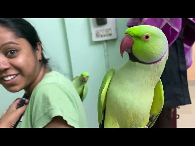 My parrot flying skill || Talking Parrot Destech