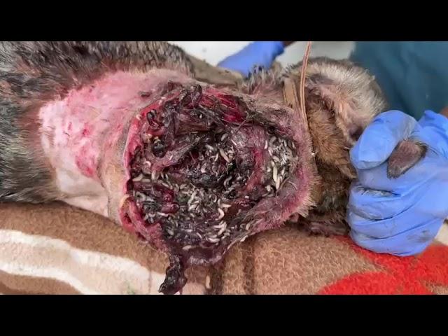 GRAPHIC: Dog Eaten Alive By Hundreds Of Maggots, & NO ONE Stops To Help Him [Full Story Below]