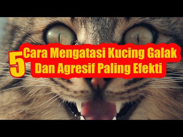 WoOoOWWww... Inilah Cara Mengatasi Kucing Galak Dan Agresif Paling Efekti!!!