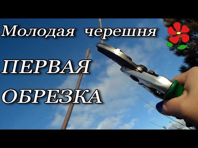 Молодая черешня - первая обрезка.