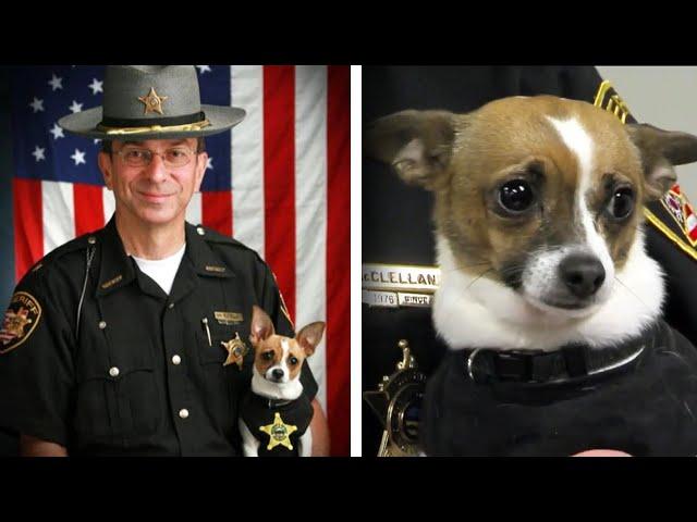 World’s Smallest Police Dog Dies of Heartbreak