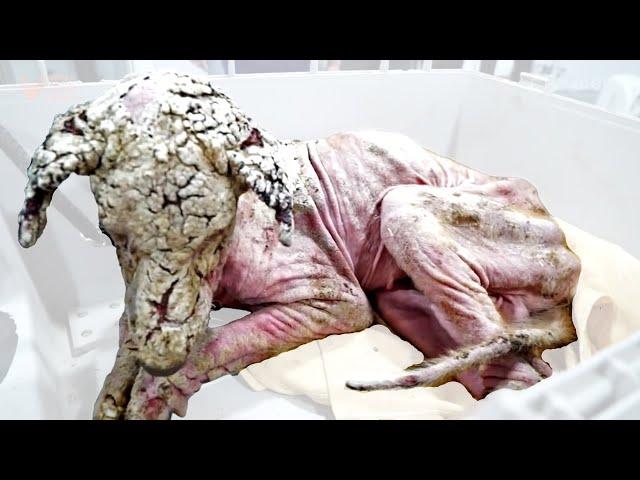 Hairless Street Dog Transforms From Stone to Beautiful & This Rescue Videos Better Than The Dodo