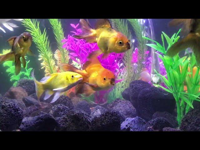 Fish Aquarium Compilation#0335, Beautiful Fish Aquarium Everyday