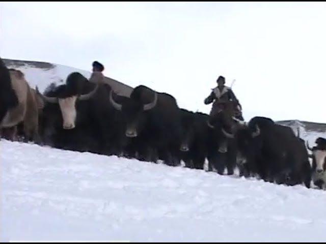 «Кыштоо» («Стойбище» - “Cattle Camp”)