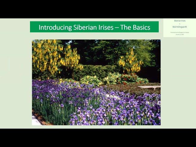 Introducing Siberian Irises - The Basics