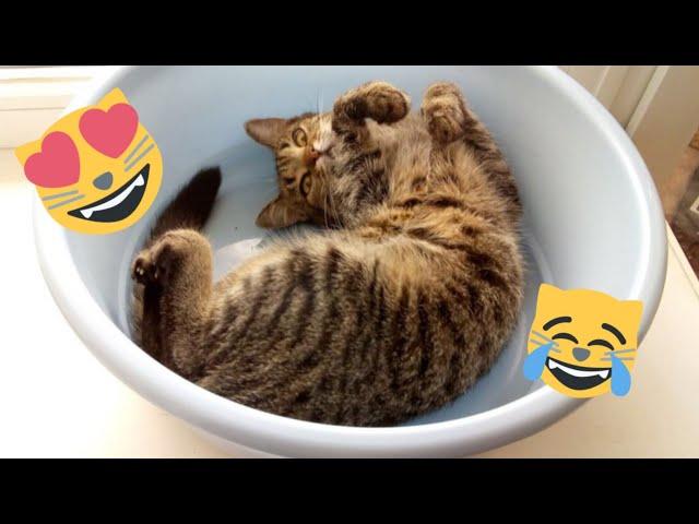  Funniest Cats and Dogs Videos  ||  Hilarious Animal Compilation №348