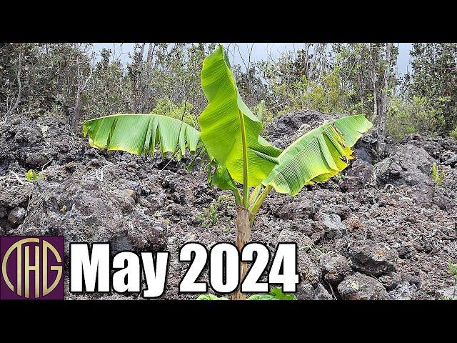 Off Grid Hawaii Property Walk ::  May 2024