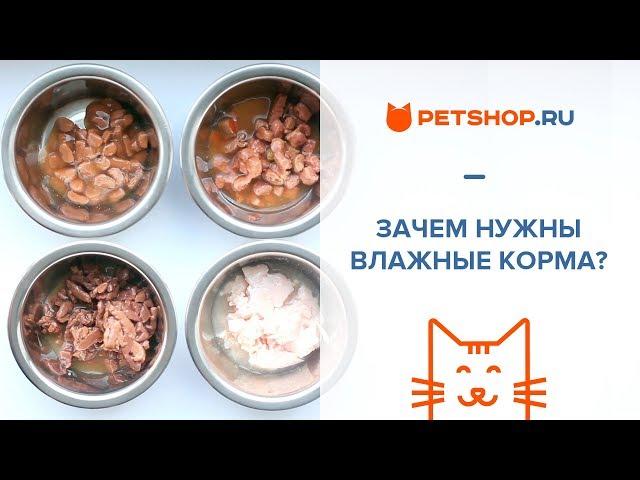 ЗАЧЕМ НУЖНЫ ВЛАЖНЫЕ КОРМА? КАКОЙ ВЛАЖНЫЙ КОРМ ЛУЧШЕ?