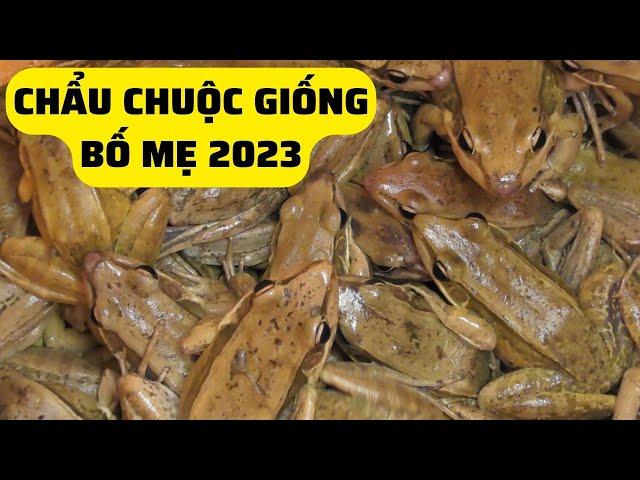 Chẫu Chuộc Giống Bố Mẹ Mới Nhất 2023  – Trại Giống Đông Sơn