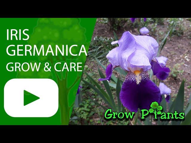 Iris germanica - grow & care (German Iris)