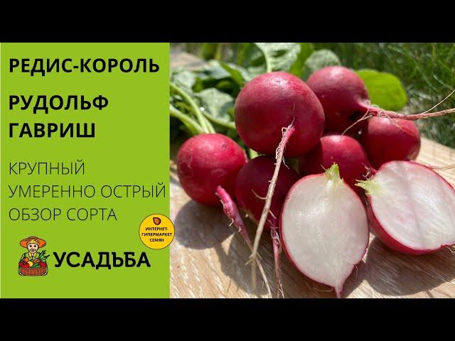 Редис-король! Крупный, плотный, умеренно-острый! Обзор сорта Рудольф.