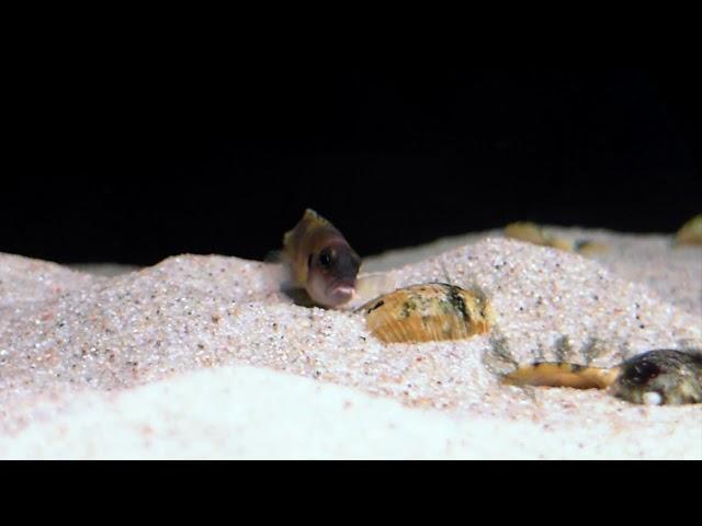 Lamprologus speciosus Kizike WF spawning - Tanganyika shell dwellers - Muszlowce.pl