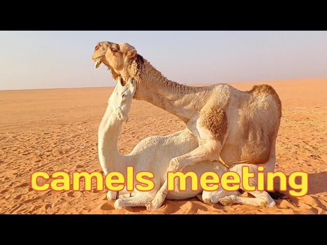 camel meeting male and female camel mating in desart Saudi Arabia