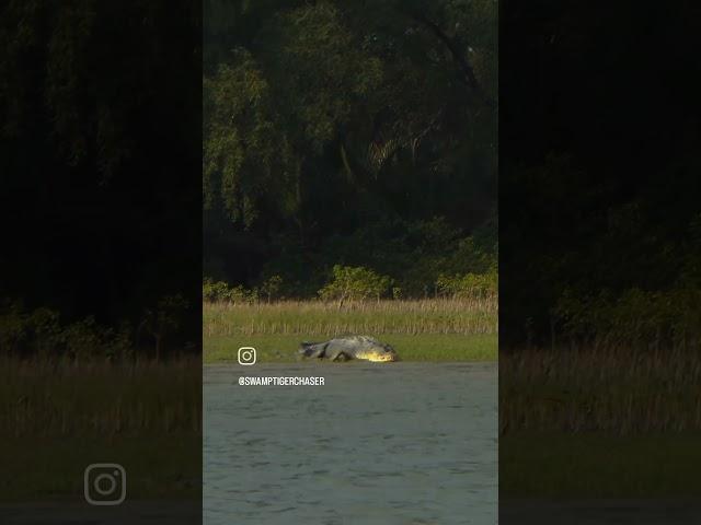 big saltwater crocodile from sunderbans india #wildlife #crocodile #india