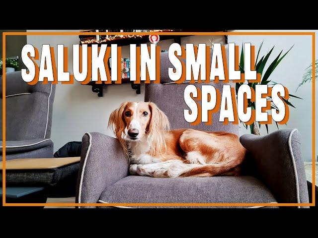 Can saluki live in an apartment?