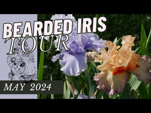 GARDEN QUICKIE: 2024 BEARDED IRIS TOUR