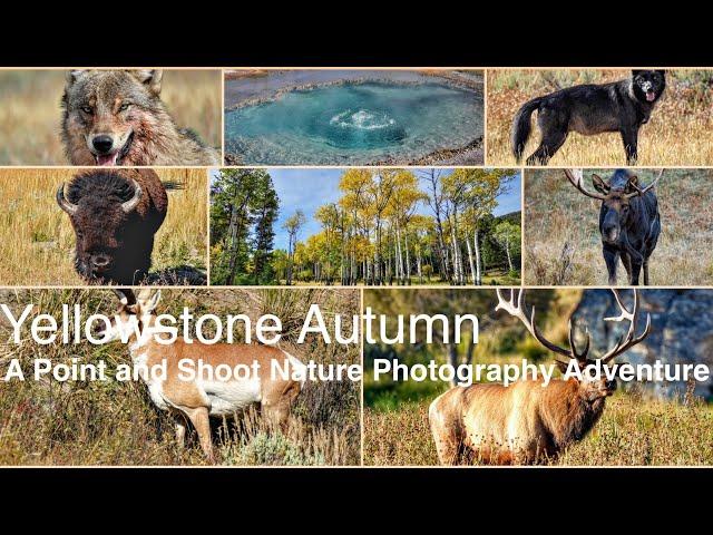 Yellowstone Autumn: A Point and Shoot Nature Photography Adventure: Sony a6700, a5100