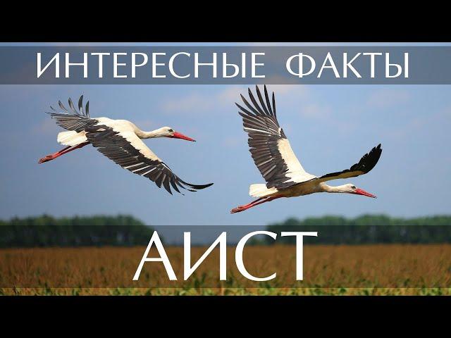 Аист - интересные факты