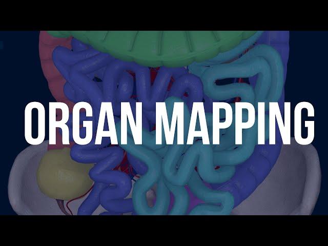 3D Organon: Organ Mapping