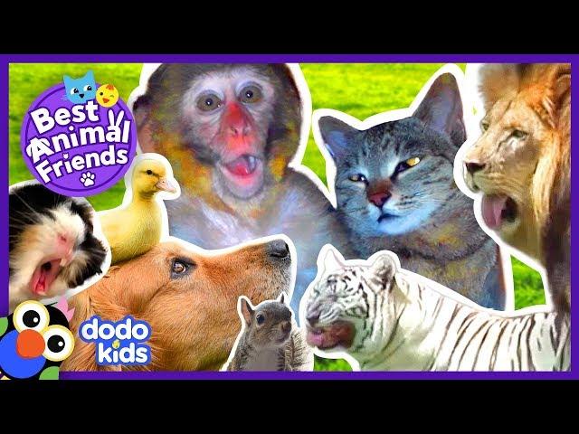 Animals Who Love Each Other Like Family | 2 Hrs Of Animal Videos For Kids | Dodo Kids