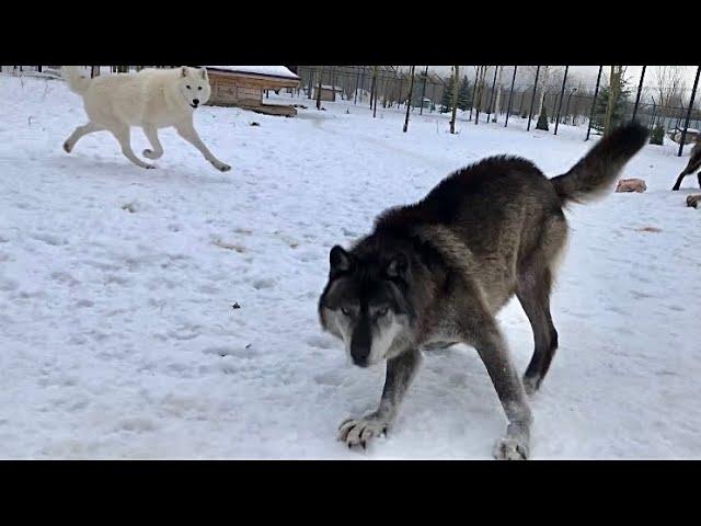 Канадский Волк АКЕЛА В ДЕЛЕ  Молчание ЗОЛОТО ‼️ПОПЫТКИ НАПАДЕНИЯ 