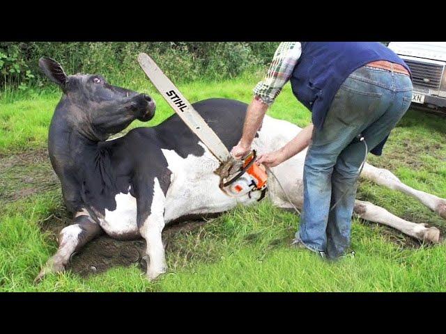 Thrilling Farm Adventures Chainsaw Cutting Cow Milking and More!