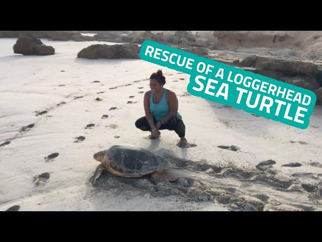 Turtle Foundation - Sea Turtle Rescue Operation 2020