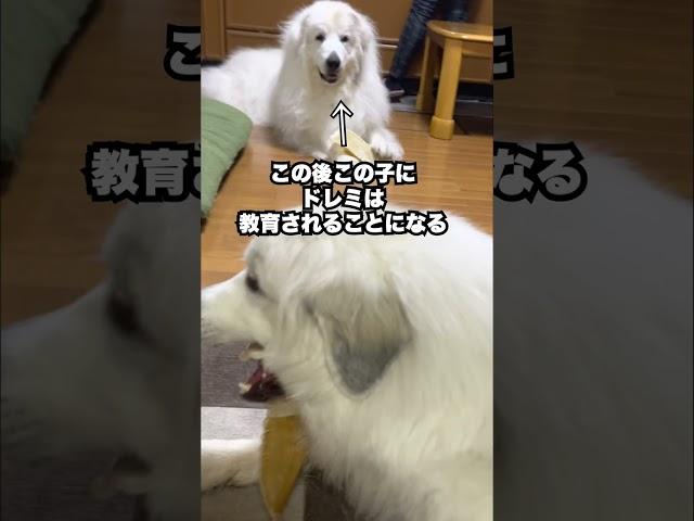 格の違いを見せつけられた超大型犬がザコ可愛いw   #shorts