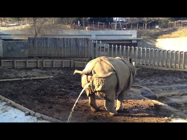 Носорог писает как из брансбойта