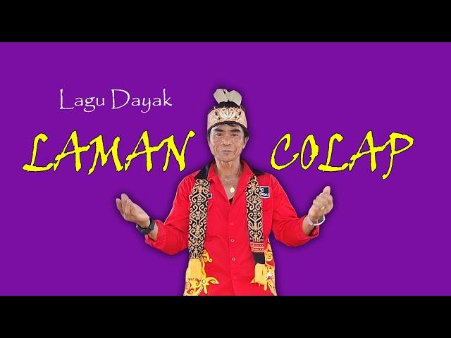 LAMAN COLAP - Pinus TB