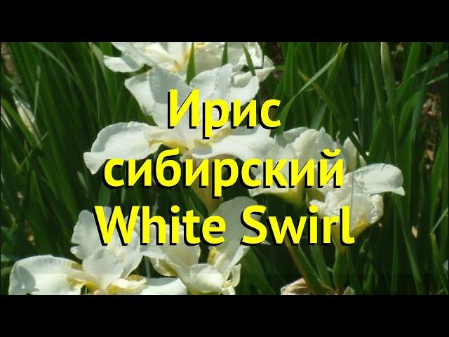 Ирис сибирский Вайт Свирл. Краткий обзор, описание характеристик iris sibirica White Swirl