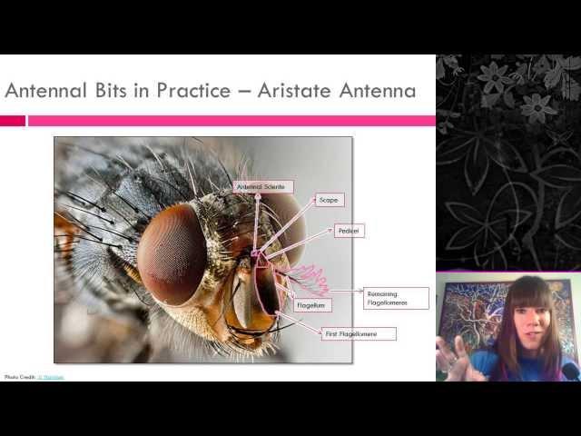 Insect External Morphology