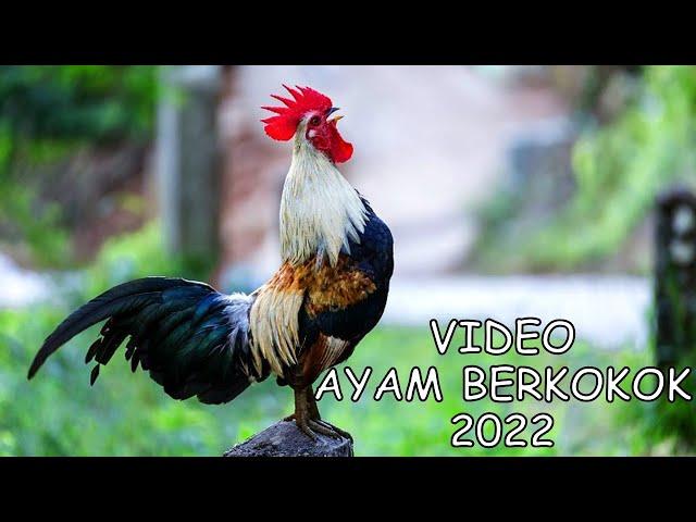 Ayam Berkokok Terbaru 2023