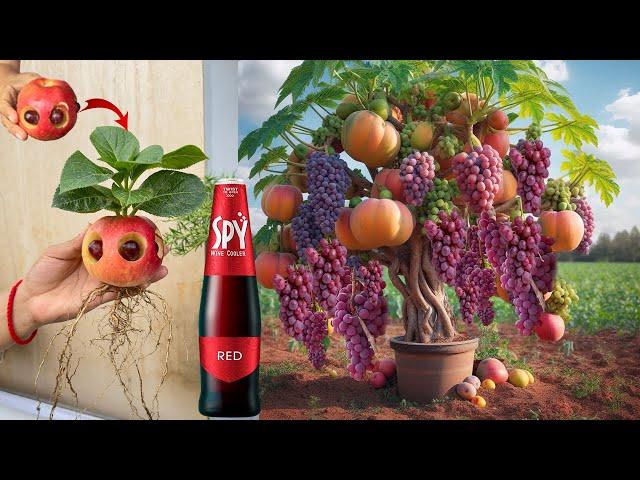 Best idea Growing Apples With Grapes and Spy Wine Using Quick And Easy techniques 100%