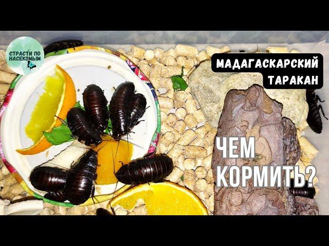 Мадагаскарский шипящий таракан. Чем кормить?