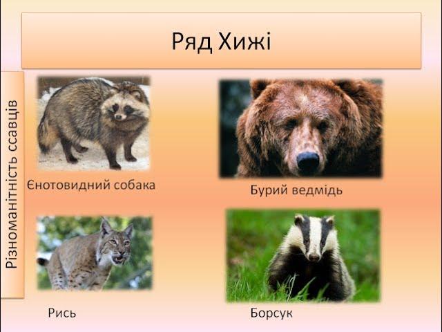 Відеоурок з ЯПС для 1 класу на тему: "Клас Ссавці. Ряд Хижі"