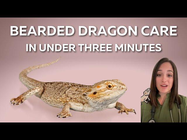 Bearded Dragon Husbandry and Care in Under 3 Minutes - From A Vet