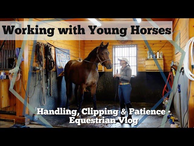 Working w/ Young Horses • Trimming Manes, Intro to Clipping & Practicing Patience // EQUESTRIAN VLOG