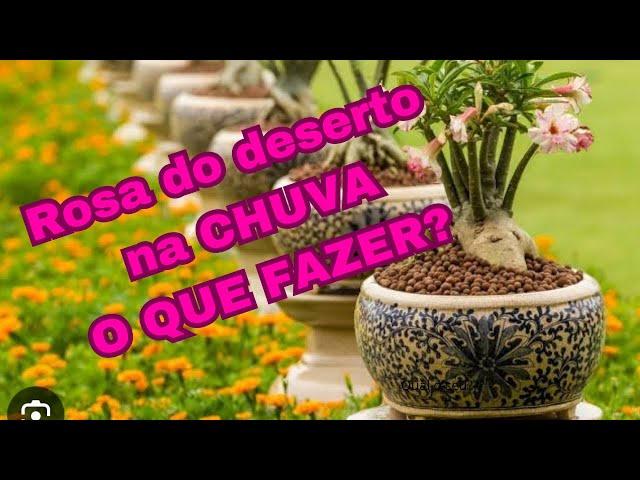 Muita chuva na sua ROSA DO DESERTO? Saiba o que FAZER!