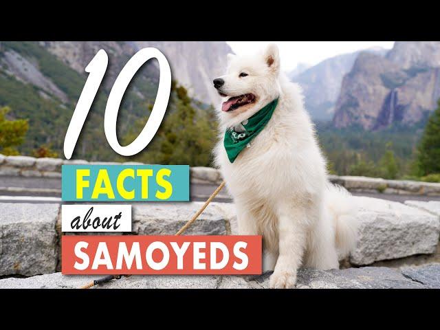 10 Facts About Samoyeds