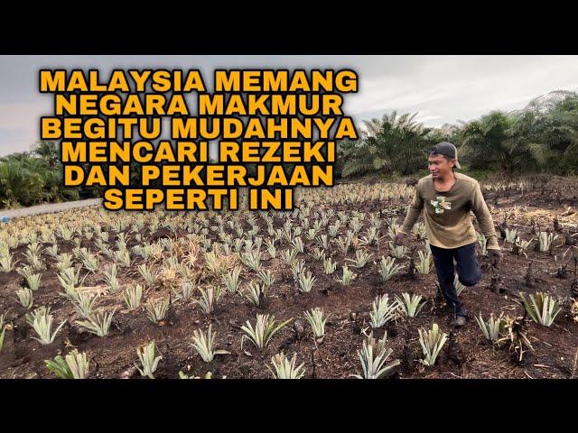 MALAYSIA MEMANG NEGARA MAKMUR BEGITU MUDAHNYA MENCARI REZEKI DAN PEKERJAAN SEPERTI INI