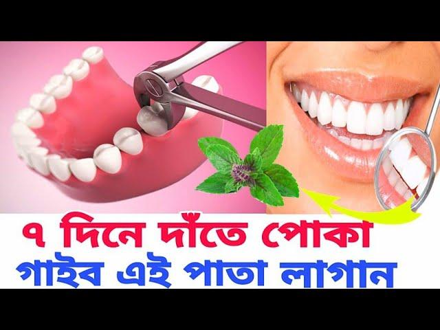 date poka lagle ki korbo | date poka valo korar upay | teeth poka