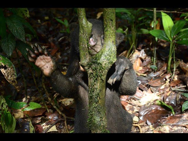 Sun Bear Rehabilitation | Betung The Sun Bear Five Months Progress | BSBCC