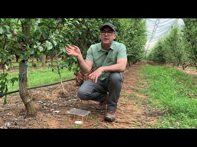 IPDM Monitoring of Conservation Bio-control Plots – Tatura SmartFarm Experimental Pear Orchard