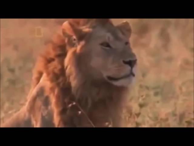 Lions | Here Comes The Lion Guard