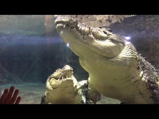 Спаривание  огромных крокодилов. Дубай молл. Pairing of crocodiles. Dubai Aquarium & Underwater Zoo