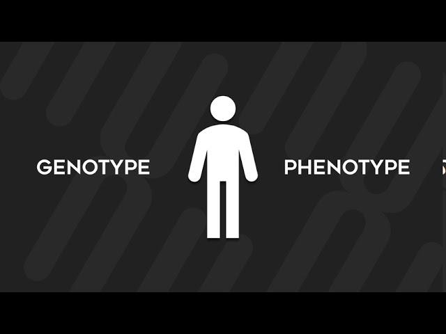 Genome-Wide Association Study - An Explanation for Beginners