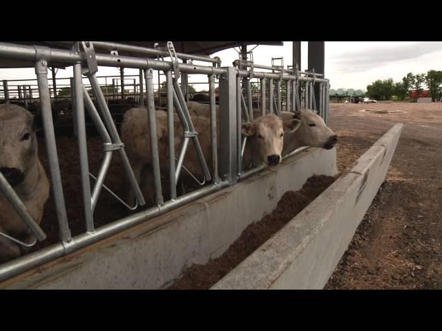 The story of The Roundhouse Livestock Building